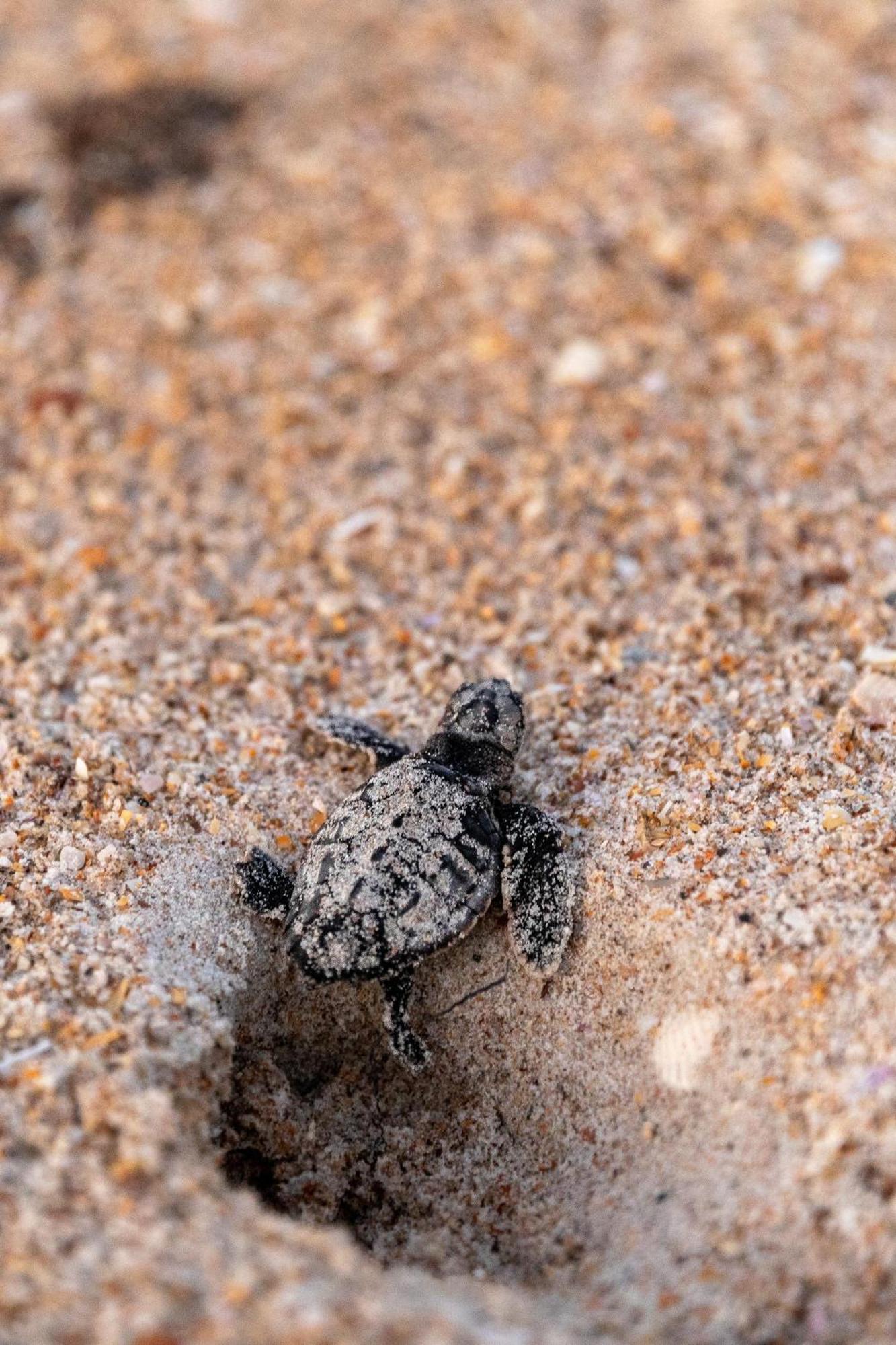 Ocean Club At Turtle Mound 101 Βίλα New Smyrna Beach Εξωτερικό φωτογραφία